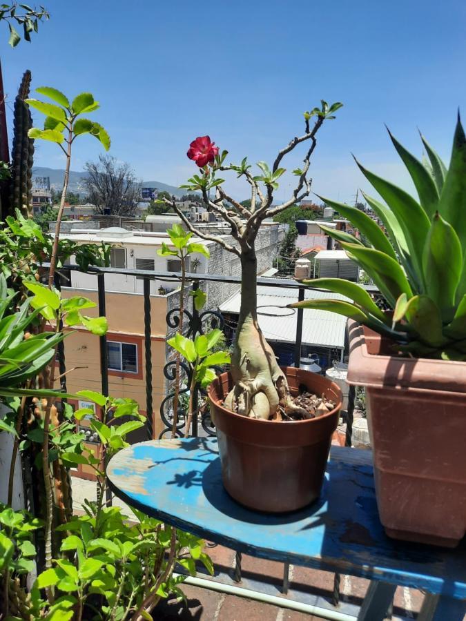 La Terraza Del Pochote Oaxaca Zewnętrze zdjęcie