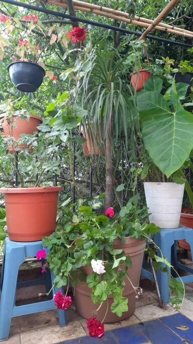 La Terraza Del Pochote Oaxaca Zewnętrze zdjęcie